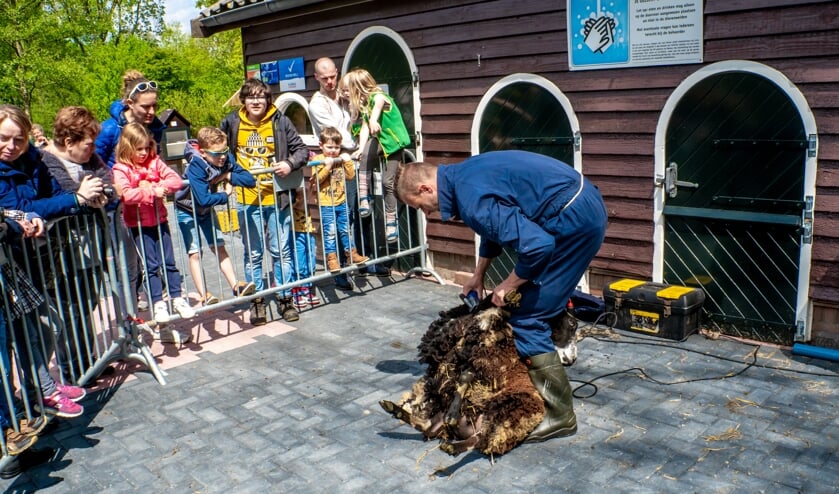 Het schapen scheren in de Leiderdorpse kinderboerderij in 2018.