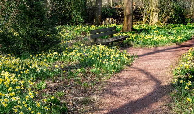 De afgelopen weken stonden narcissen in volle bloei in het stinsenbos. | Foto: J.P. Kranenburg