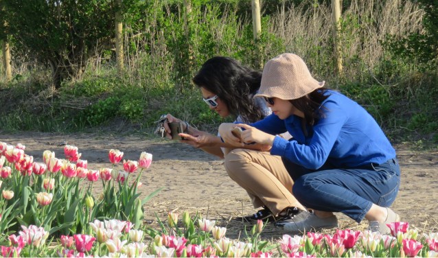 Toeristen weten vaak niet eens dat het gaat om de bol onder de grond en niet om de bloemen erboven. | Foto: pr