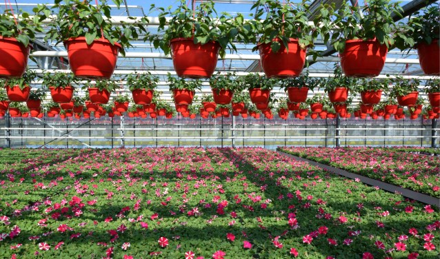 Petunia in warme tinten.