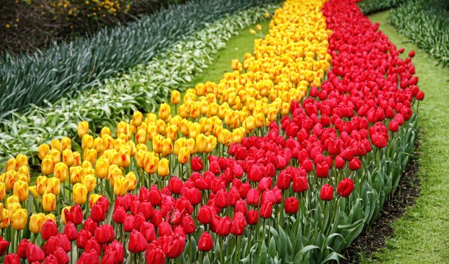 Een van de geopperde ideeën was een rode loper tussen Keukenhof en het centrum van Lisse.