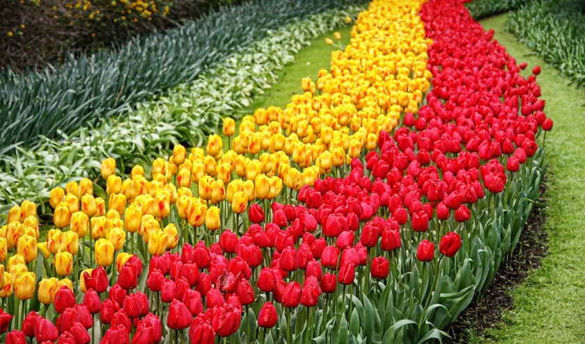 Een van de geopperde ideeën was een rode loper tussen Keukenhof en het centrum van Lisse.