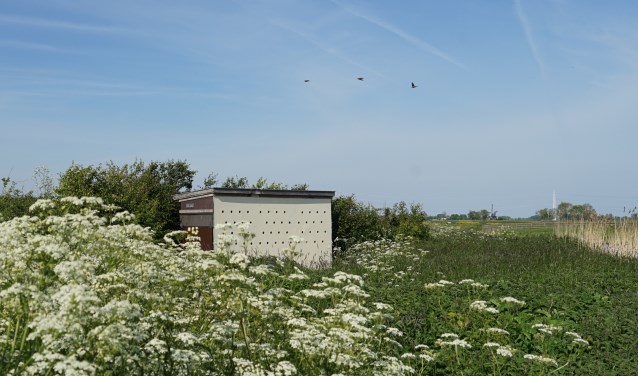 De oeverzwaluwenwand in de Munnikkenpolder ligt verscholen tussen distels en fluitekruid.