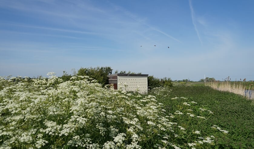 De oeverzwaluwenwand in de Munnikkenpolder ligt verscholen tussen distels en fluitekruid.