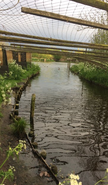 Vangpijp met fluitenkruid