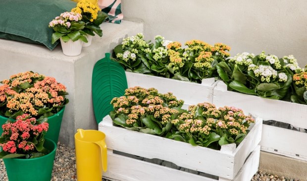 Kalanchoe Garden