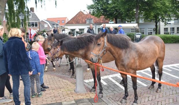 Vandaag staan de paarden centraal tijdens de Paardenmarkt. Maar er is meer te doen zoals de braderie, kermis en het ringsteken.