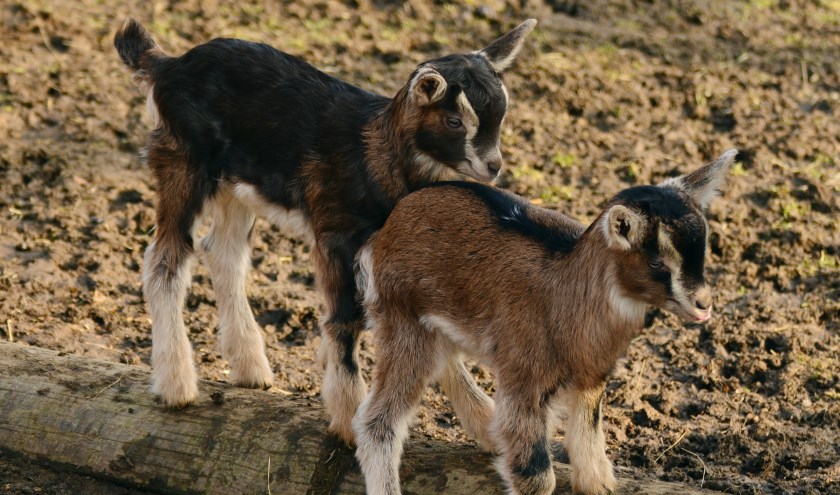 Op de kinderboerderij tref je onder meer geitjes aan.