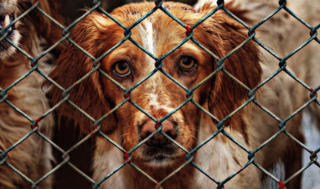 Voor de opvang van honden en katten is geld nodig. Daarom zoekt Dierenasiel Offem collectanten die een uurtje over hebben (of meer....) |