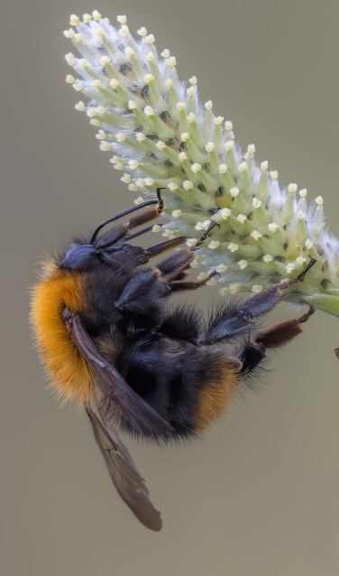 De foto die de eerste prijs won: een akkerhommel op een wilgenkatje.