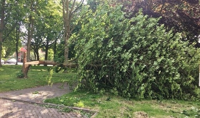 De boom achter het Shellstation was niet bestand tegen de harde wind.