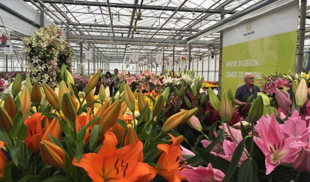 Veel belangstelling tijdens the Dutch Lily Days.