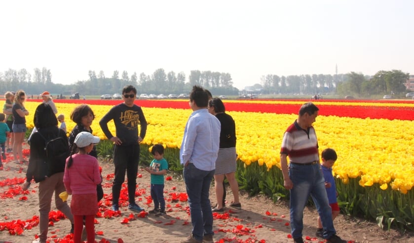 De bollenvelden waren afgelopen weekend een toeristische topattractie.