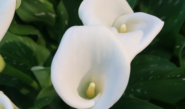 De Calla, verkrijgbaar in allerlei kleuren, is echt een plaatje.
