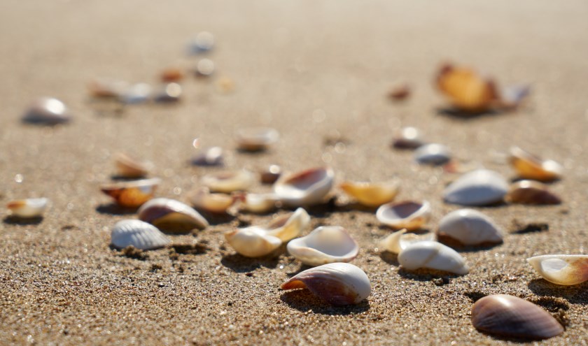 Natuurlijk zijn er schelpen te vinden op het strand, maar het zand herbergt nog veel meer.