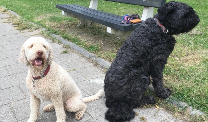 Met de ruggen naar elkaar, want we willen niet altijd spelen! | Foto: PR Platform Hondenvrienden