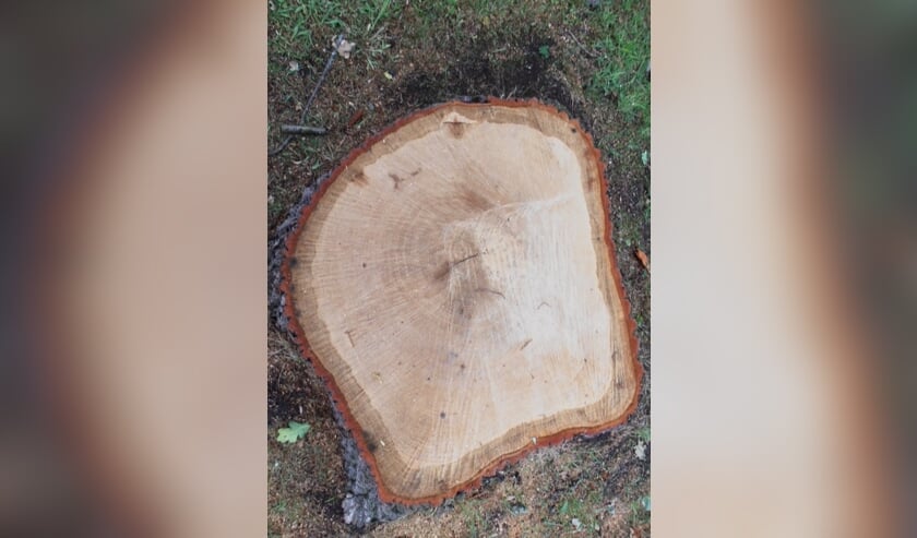 Een in 2019 gekapte eik met 164 jaarringen in de laan naast het Frederiks Hof, geplant door de Zochers rond 1860.