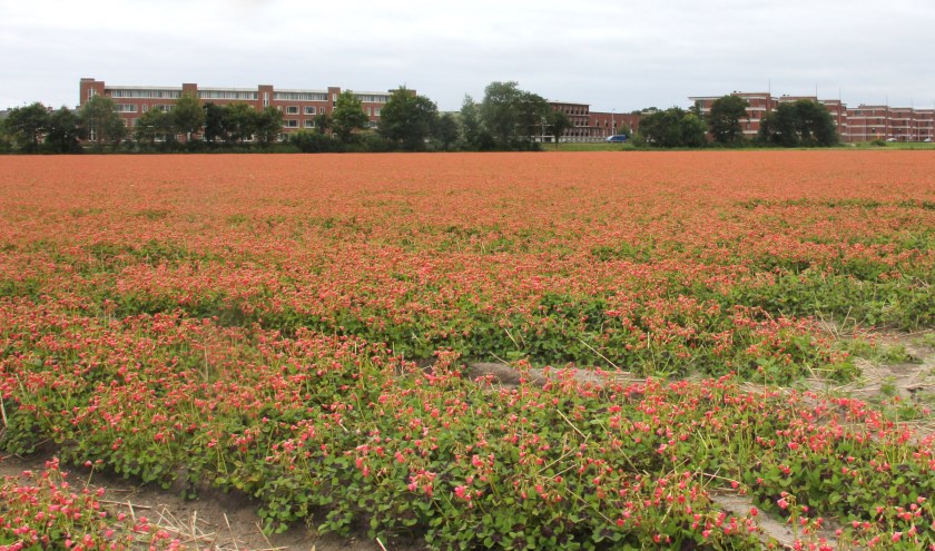 Het deel van Bronsgeest waar nu nog de Geluksklaver staat te bloeien moet behouden blijven voor de bollenteelt als fleurige entree van Noordwijk. | Foto: WS