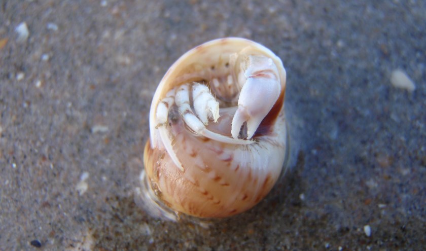 Kleine heremietkreeft.