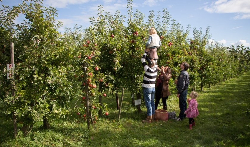 Zelf appels plukken van de boom, dat kan vanaf half september.