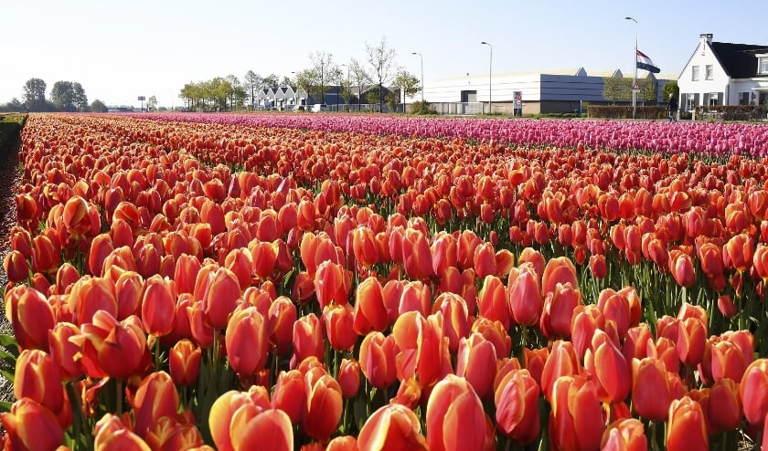 Greenport Duin- En Bollenstreek Herpakt Zich Na Moeizaam Voorjaar