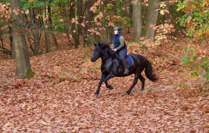 Mérens paard in galop in het bos