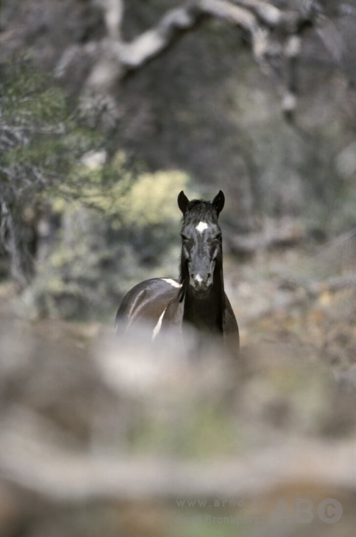 Meer over de Mustang; paard 'zonder bezitter' - Bit