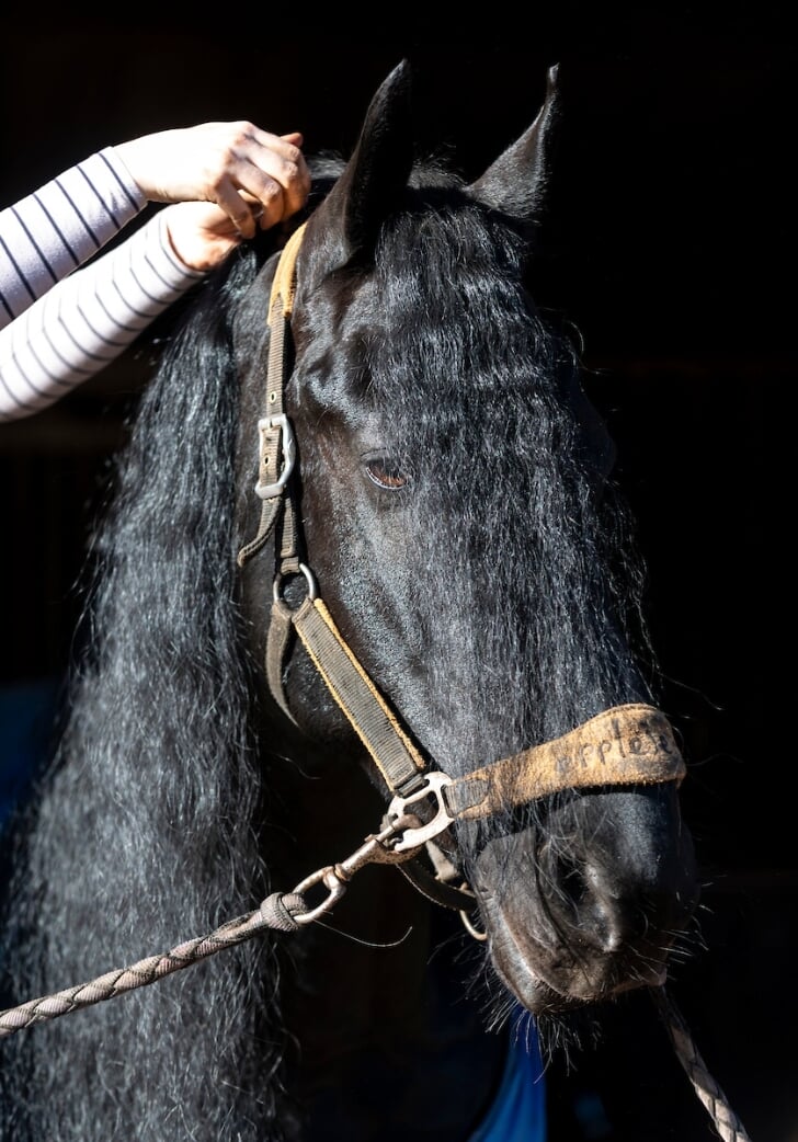 absorptie Minder Het eens zijn met Het Friese paard: de zwarte populaire parel van Friesland | Het  onafhankelijke paarden(sport)medium