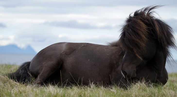 9 X Koliek: Van Krampen In De Buik Tot Sluipmoordenaar | Het Onafhankelijke  Paarden(Sport)Medium