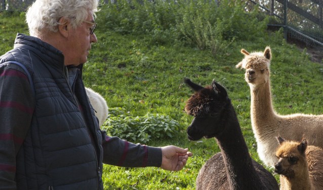 Harry van Oers bij de alpaca's in het Kleindier-Wandelpark. Foto: Michel van de Langenberg