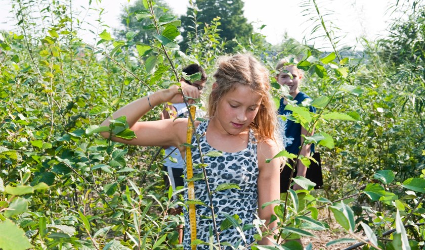Kinderen kunnen zich verwonderen over al wat leeft in de Tiny Forests. Foto: IVN.