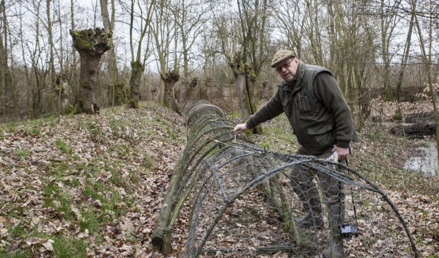 Rut Stokman toont de sporen van de bever in Eendenkooi Maaspoort. Foto: Michel van de Langenberg