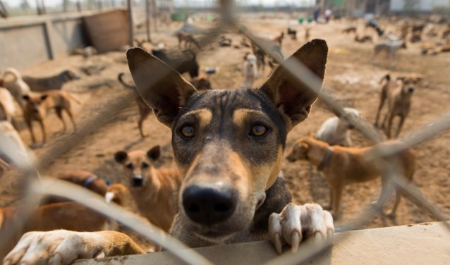 Zwerfhonden in Casablanca, Marokko.