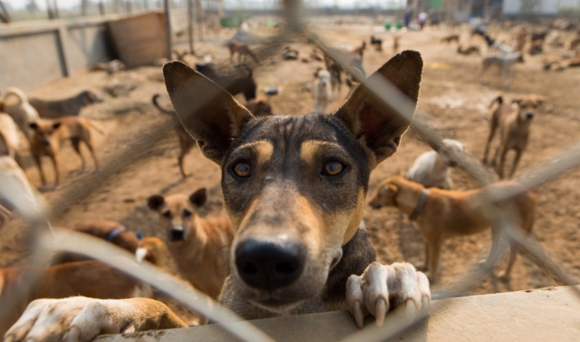 Zwerfhonden in Casablanca, Marokko.