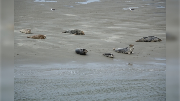 rustende zeehonden