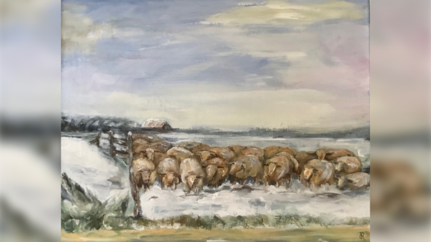 schapen in de winter