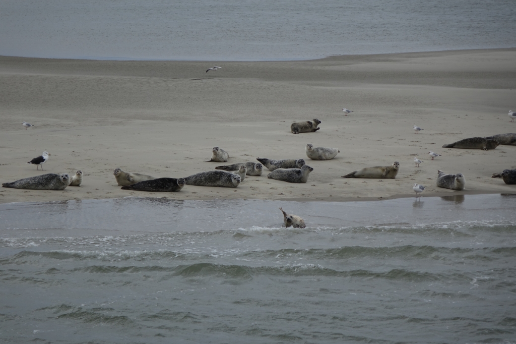 Zeehonden op de Razende bol