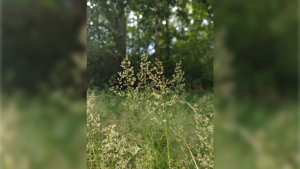 Gras