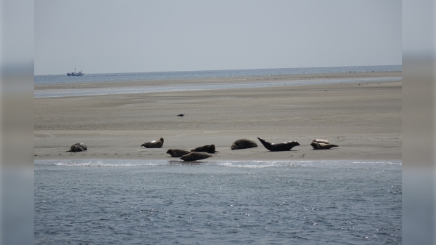 Zeehonden op de Razende bol