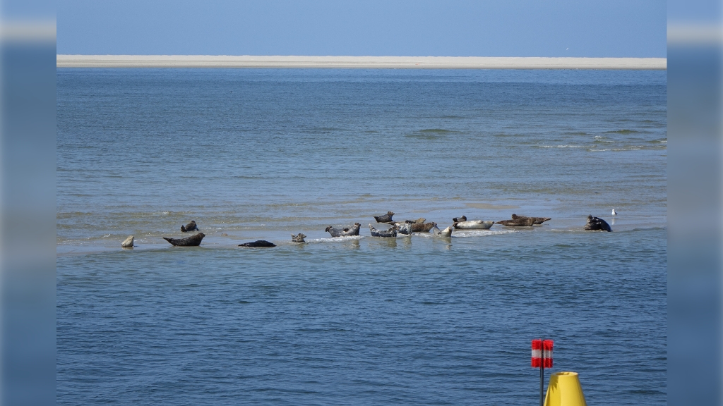 Zeehonden op de Razende bol