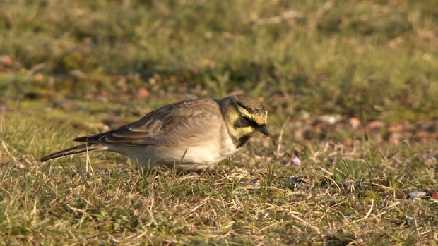 Strandleeuwerik