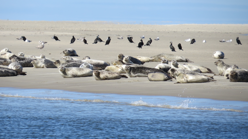 Rustende groep zeehonden op zandplaat