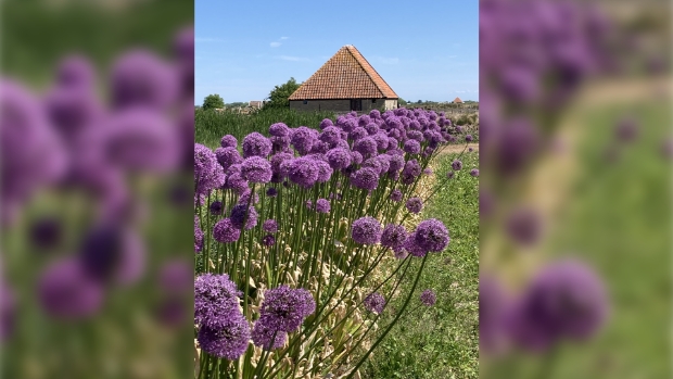 Alliums in Bloei