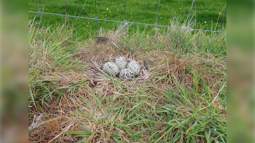 nesten op de tuinwal