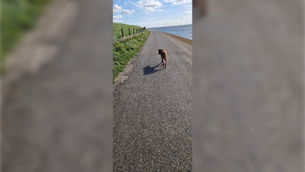 waddendijk