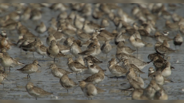 Bonte Strandlopers