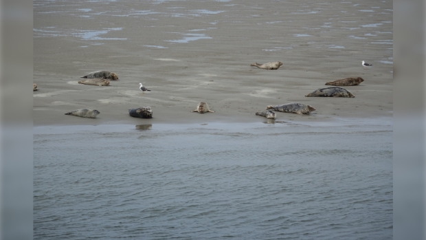 rustende zeehonden