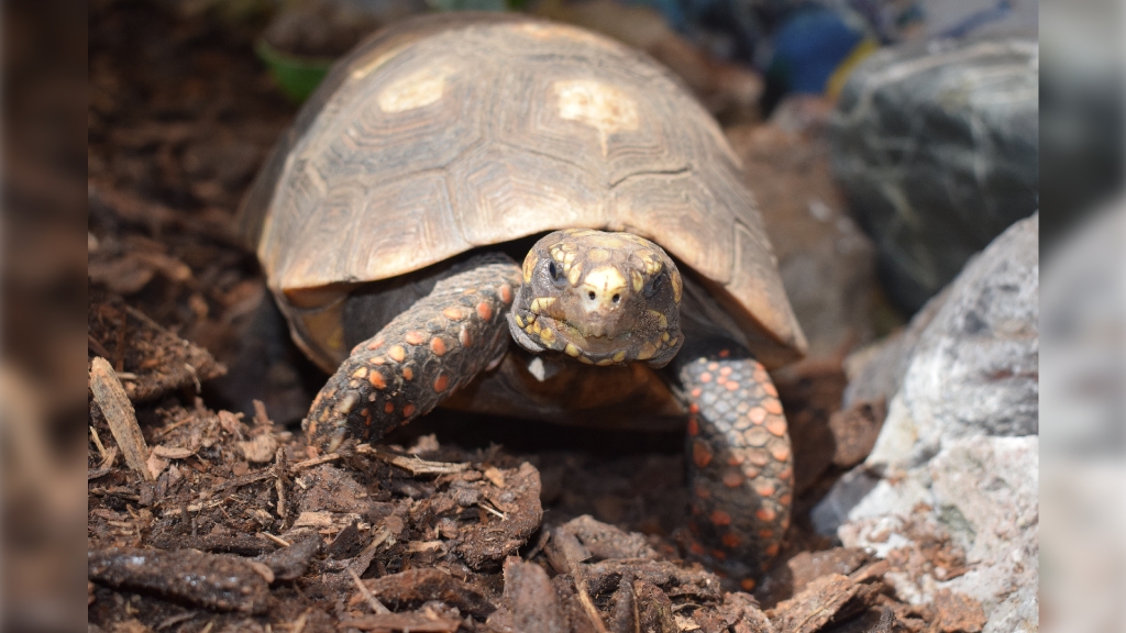 Kolenbranderschildpad