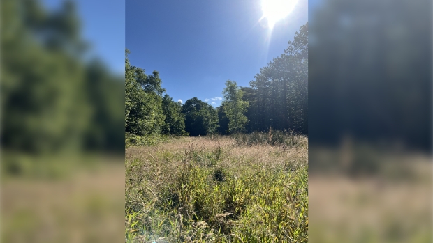 Open plek in het bos