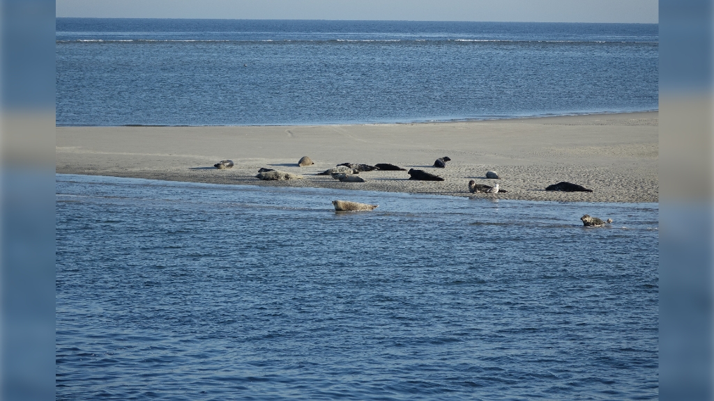 Zeehonden op de Razende bol